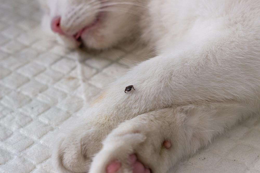 Причины и пути заражения кошек пироплазмозом