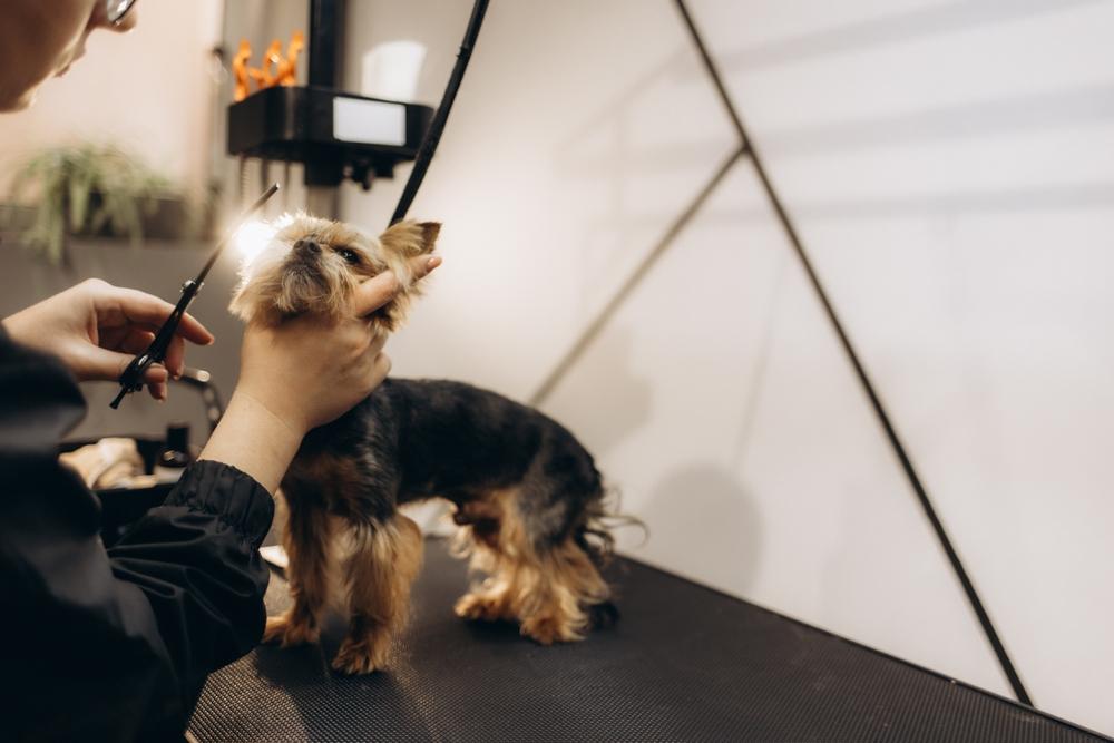 Какой уход нужен черному йорку?