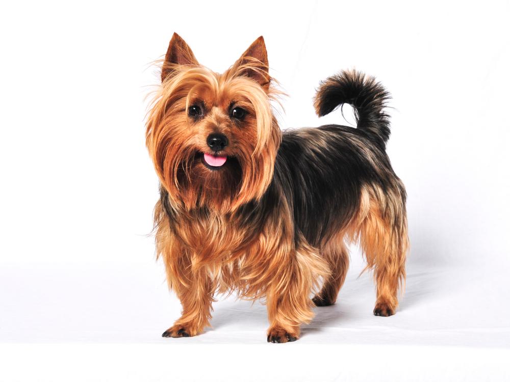 Репродуктивное здоровье австралийского терьера 