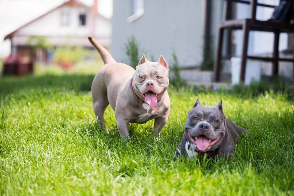 Кастрировать американского булли необязательно