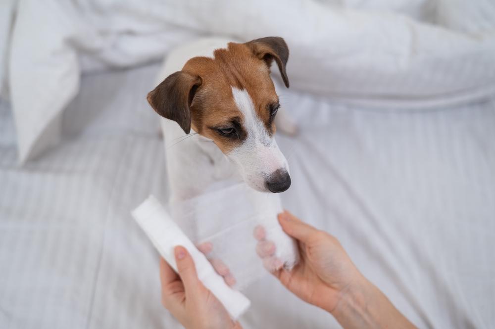 Признаки перелома у собаки Признаки перелома у собаки