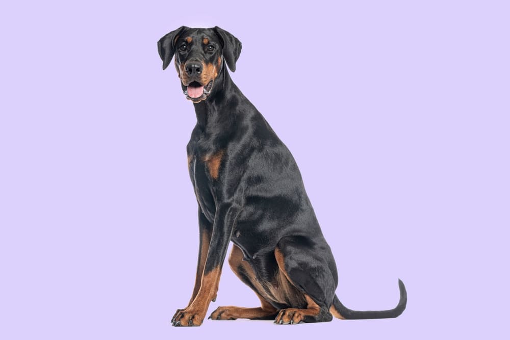 Важно знать, сколько живут доберманы в норме