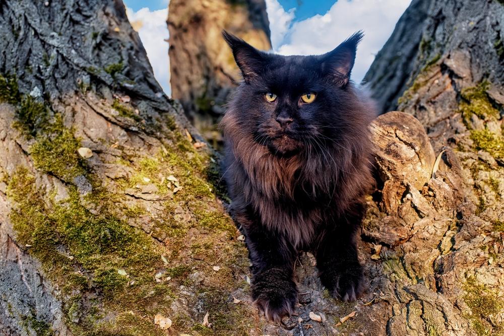 Домашние кошки, похожие на рысь: мейн-кун Домашние кошки, похожие на рысь: мейн-кун