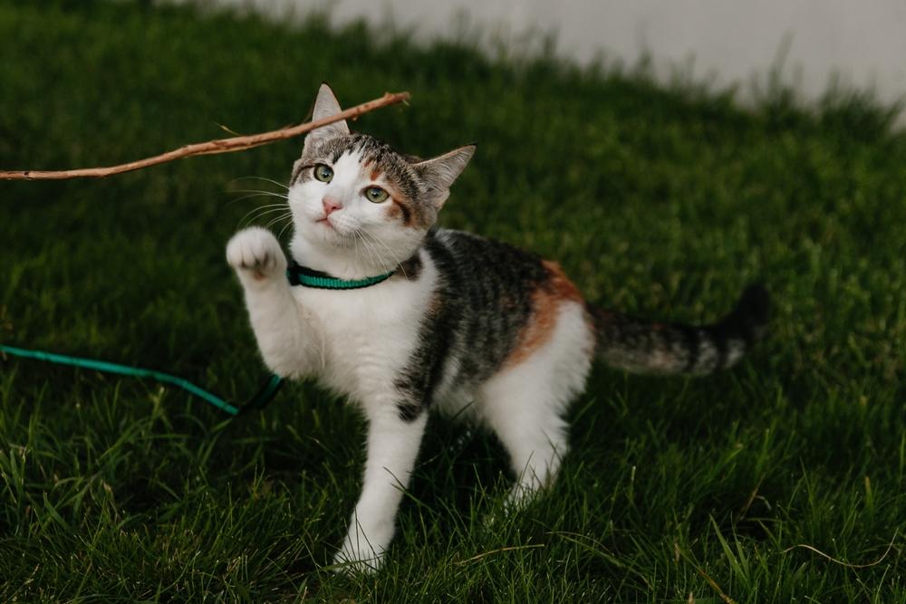 В каком возрасте приучать кошку к улице 