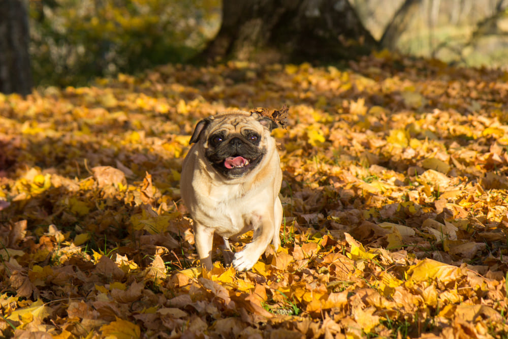 Появление болезней у мопса можно профилактировать