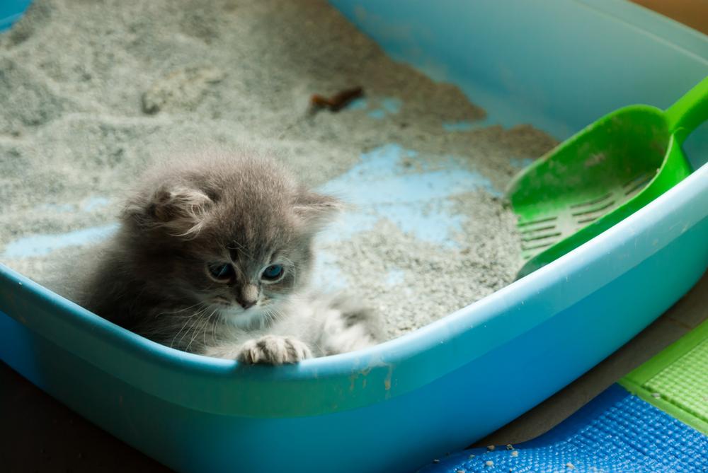 Профилактика запоров у котят и взрослых кошек Профилактика запоров у котят и взрослых кошек