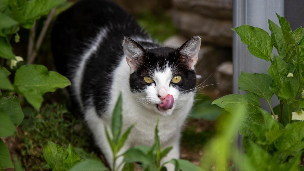 диагностика запаха изо рта у кошек 