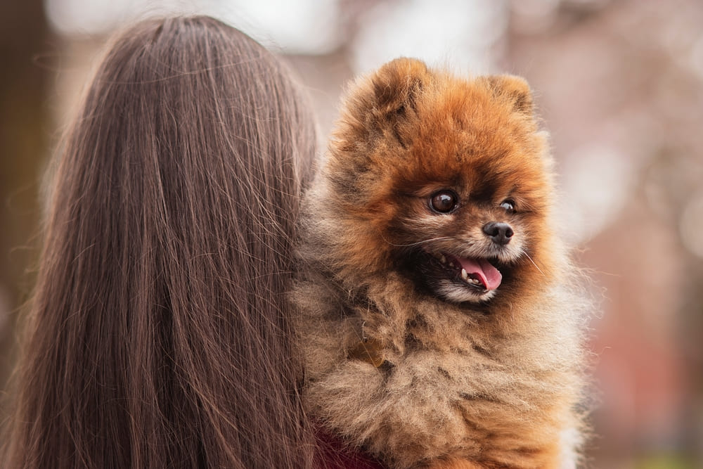Симптомом болезни шпица алопеции является зуд