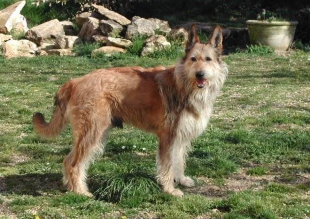 редкие французские породы: пикардийская овчарка.jpg редкие французские породы: пикардийская овчарка.jpg