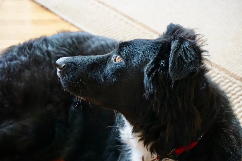 Уход за хорватской овчаркой 