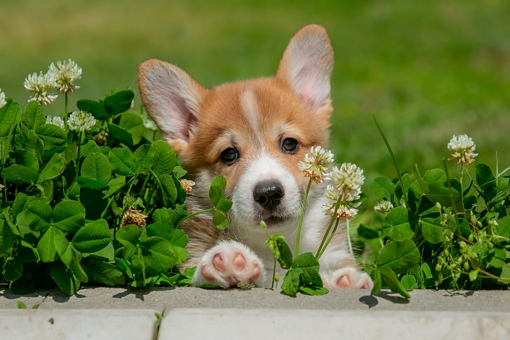 Владелец в силах повлиять на то, сколько проживет корги