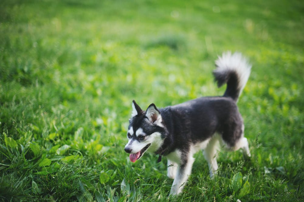 Приобретать аляскинского кли-кая нужно у проверенного заводчика