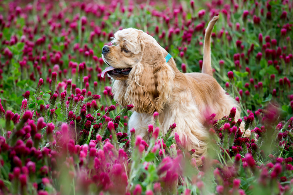 Американский кокер-спаниель имеет склонность к дерматитам