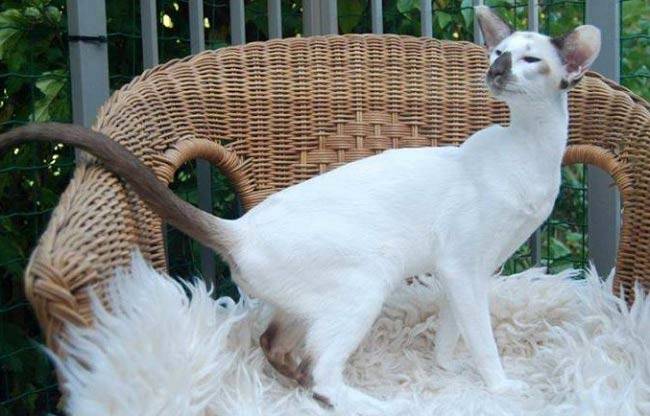кошки, похожие на сиамскую: сейшельская кошка.jpg
