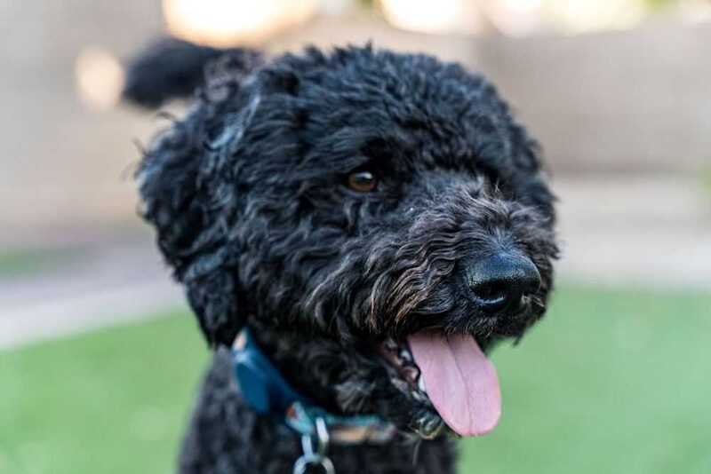 Фотография барбета черного цвета