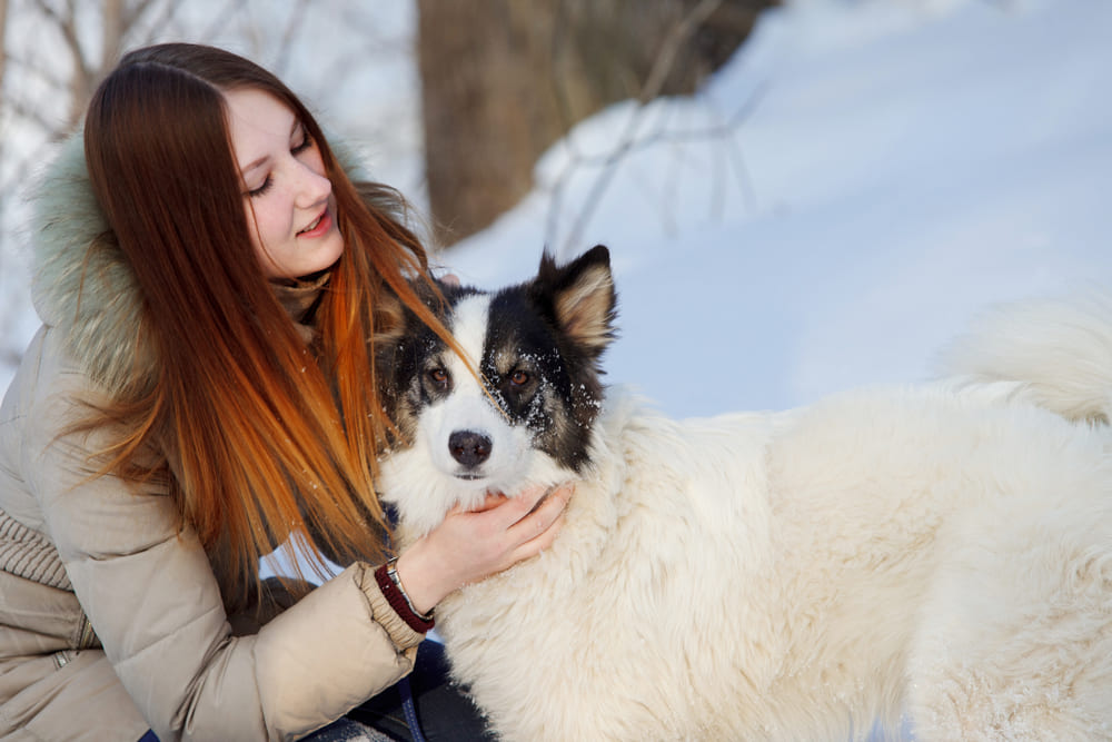 Портрет якутской лайки