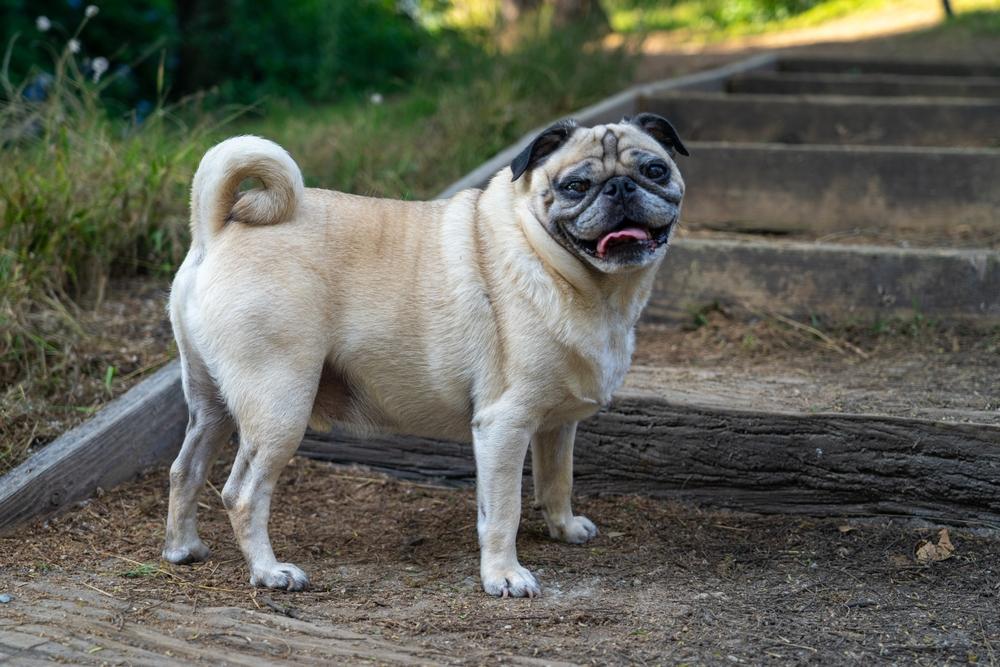 Этот мопс не злой, а добрый