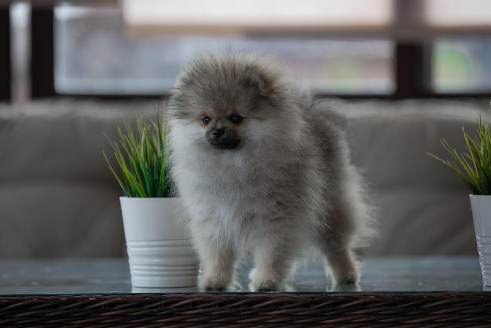 Редкие и запрещенные окрасы померанских шпицев: голубой соболь Редкие и запрещенные окрасы померанских шпицев: голубой соболь