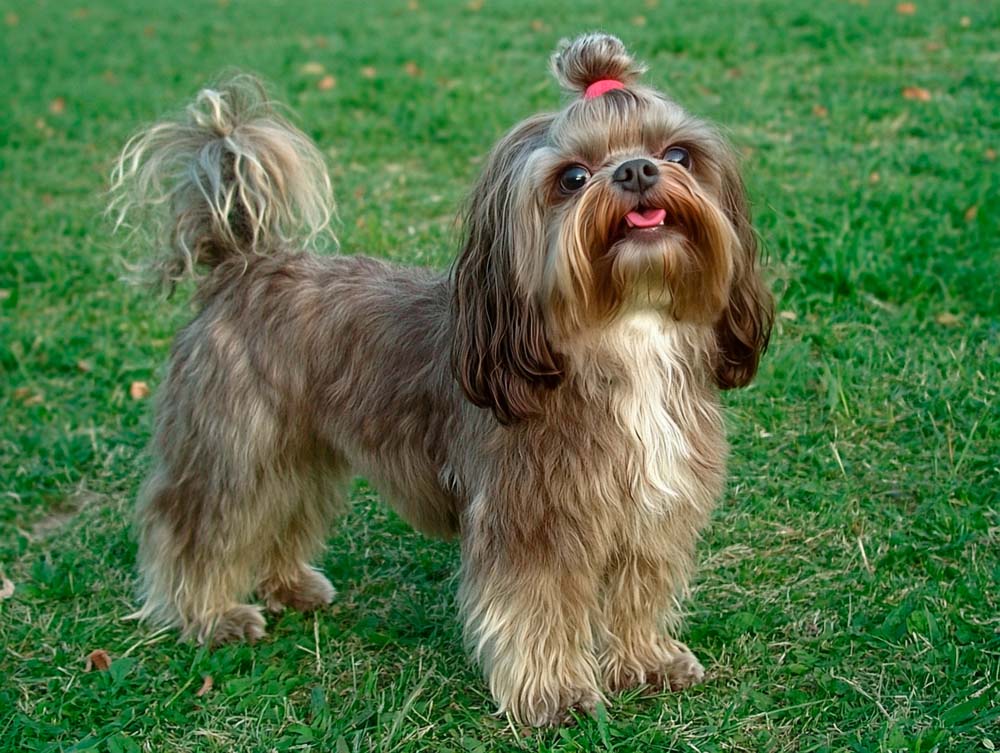 Питание русской болонки должно быть сбалансированным