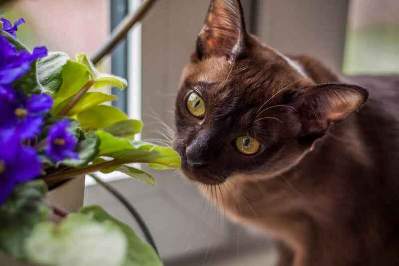 Вес бурманской кошки может снижаться