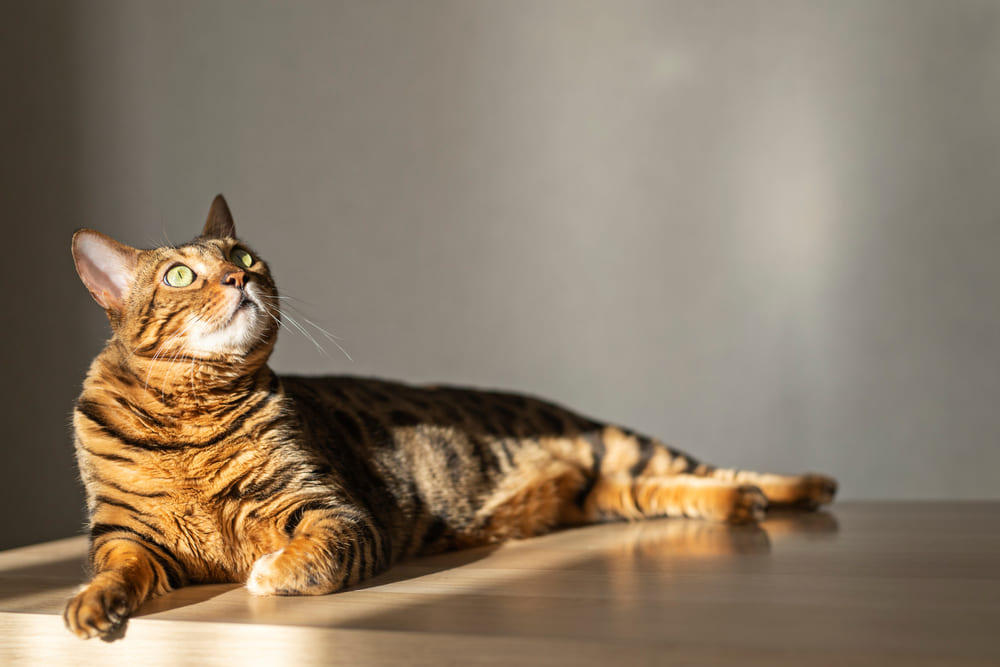 У бенгальской кошки могут обнаруживать эндокринные болезни