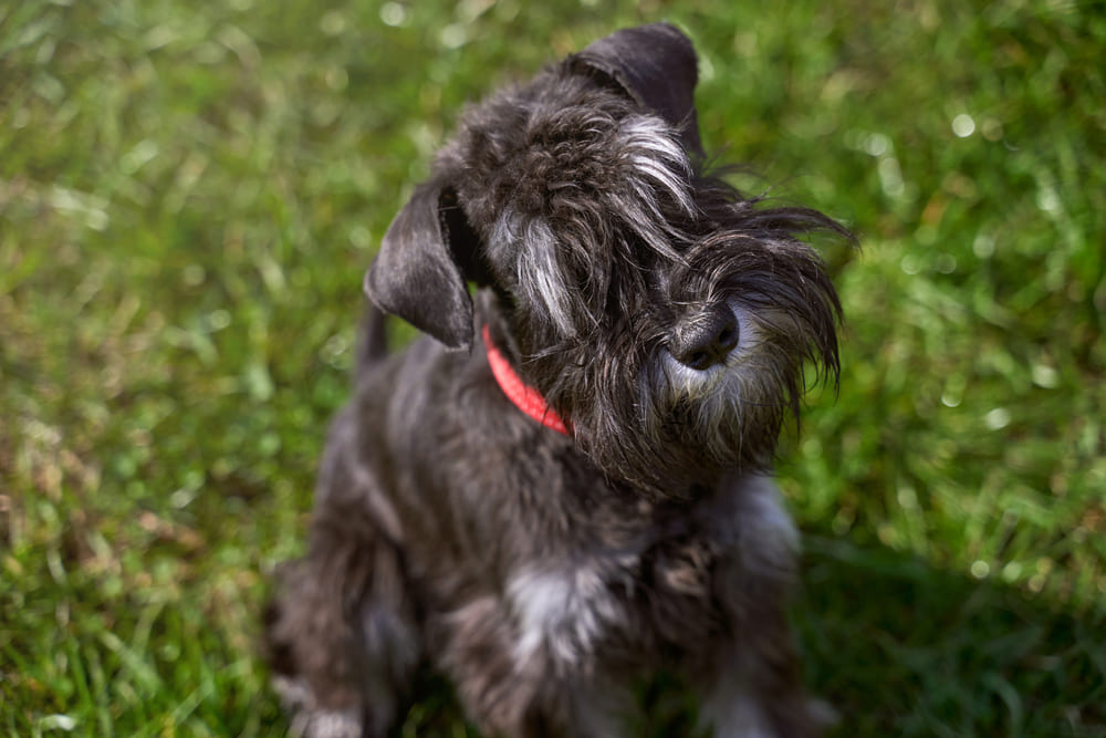 Болезнь цвергшнауцера может проявляться высоким аппетитом