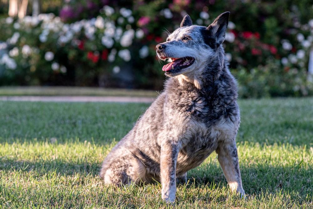 Здоровье и болезни австралийской короткохвостой пастушьей собаки