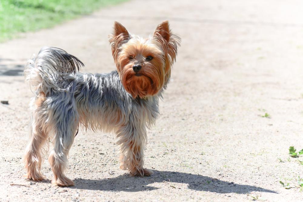 Бывает ли аллергия на йорков?