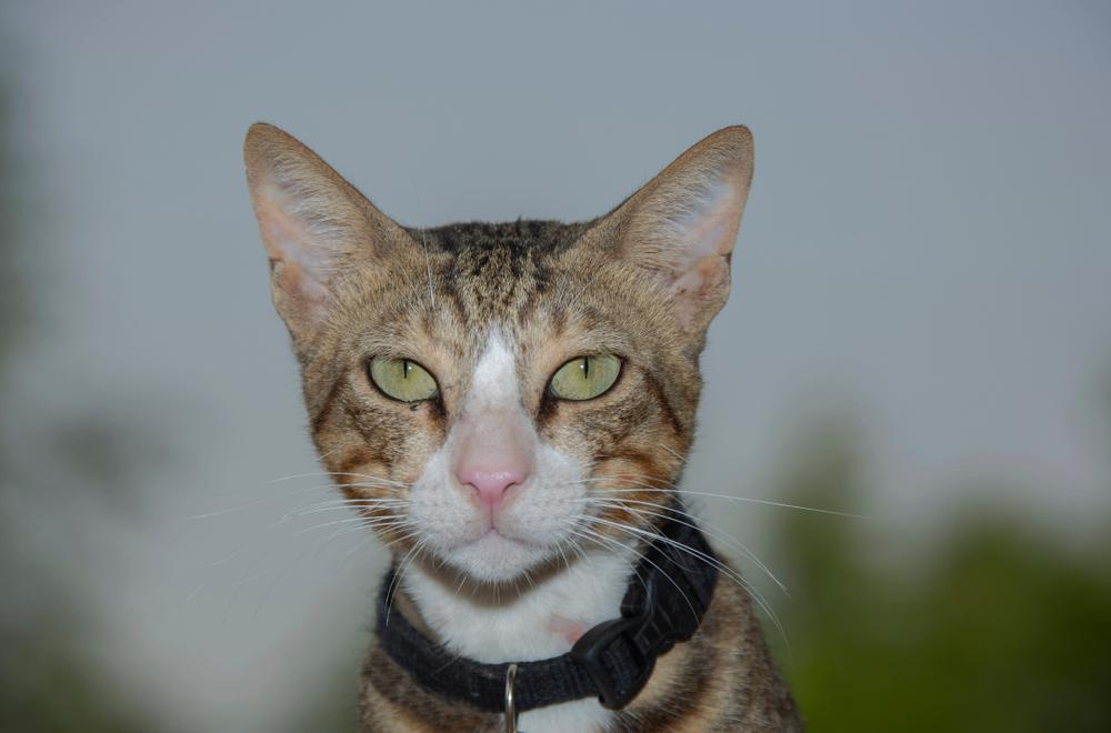 Характер кошек породы аравийский мау