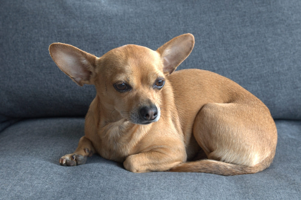 Во время течки поведение той-терьера меняется