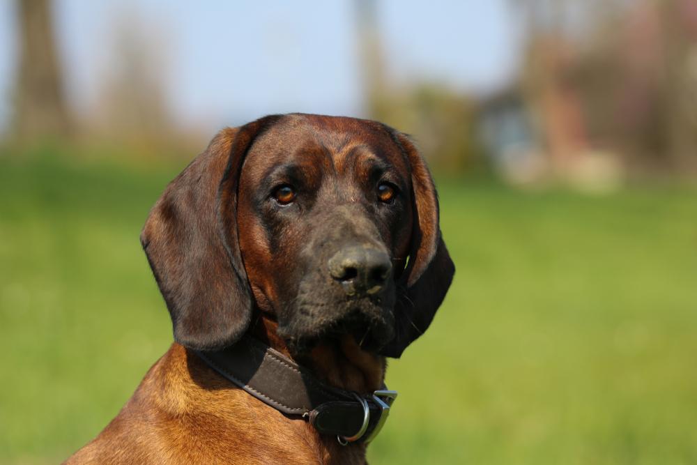 Особенности кормления баварской горной гончей