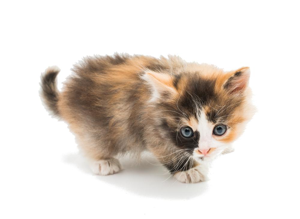 Советы по выбору котенка скукума