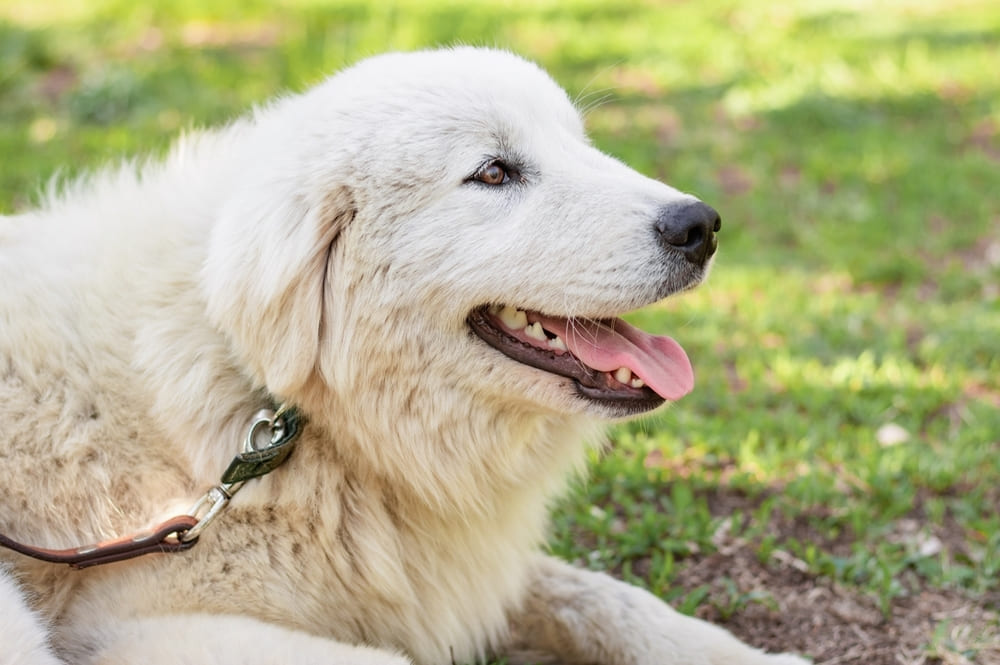 Маремма-абруццкая овчарка требует определенных расходов