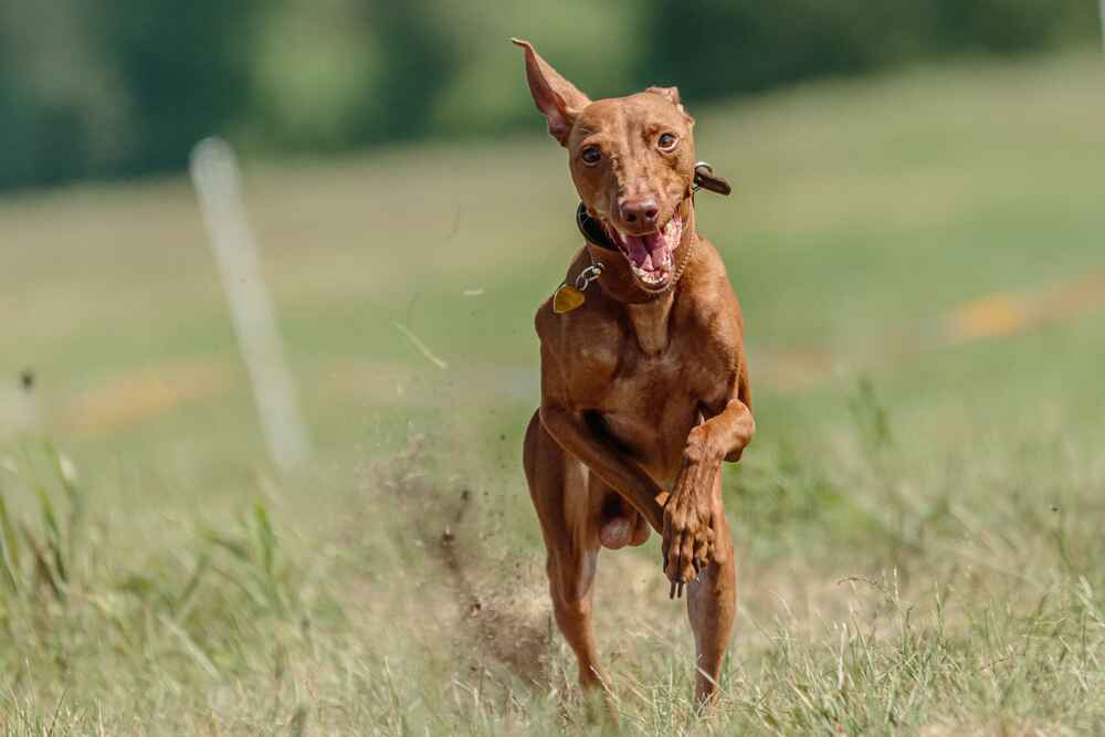Чирнеко дель Этна считается дружелюбной породой