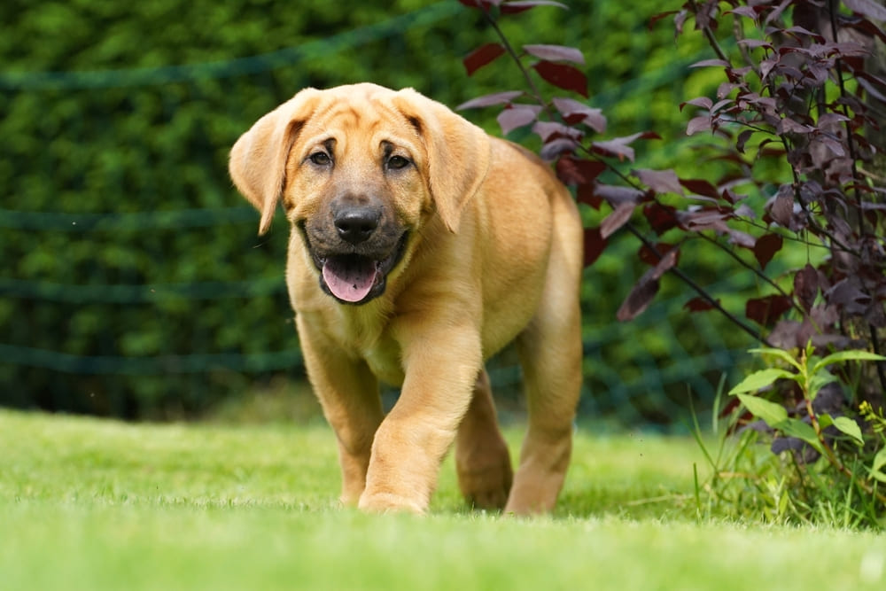 Щенок датского мастифа брохольмера