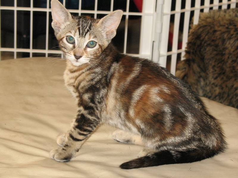 Породы кошек с редким окрасом: серенгети