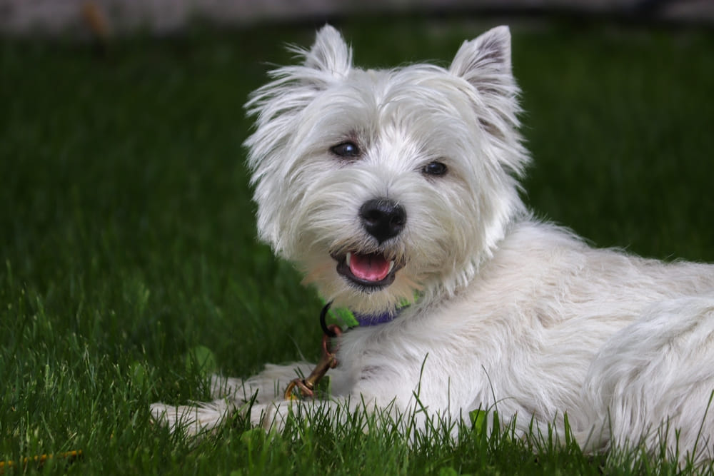 Питание влияет на то, сколько живет вест-хайленд-уайт-терьер