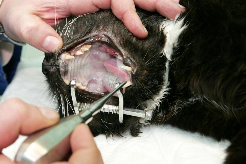 Лечение гингивита у кошек