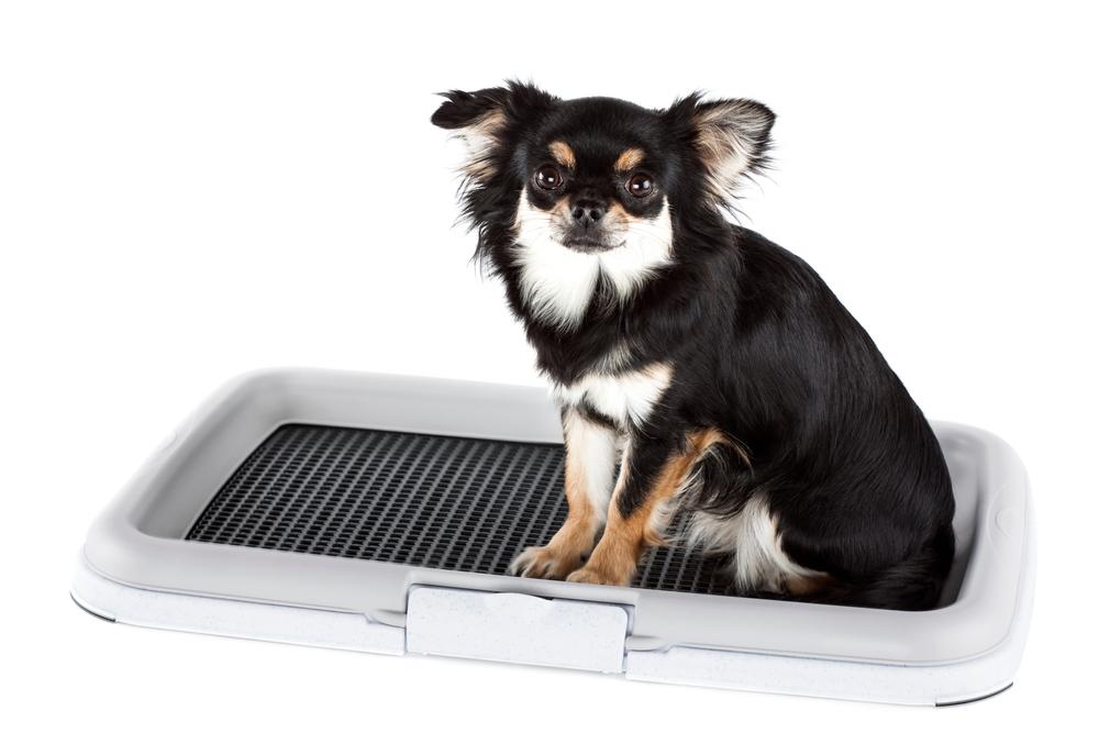 Что нужно купить для чихуахуа