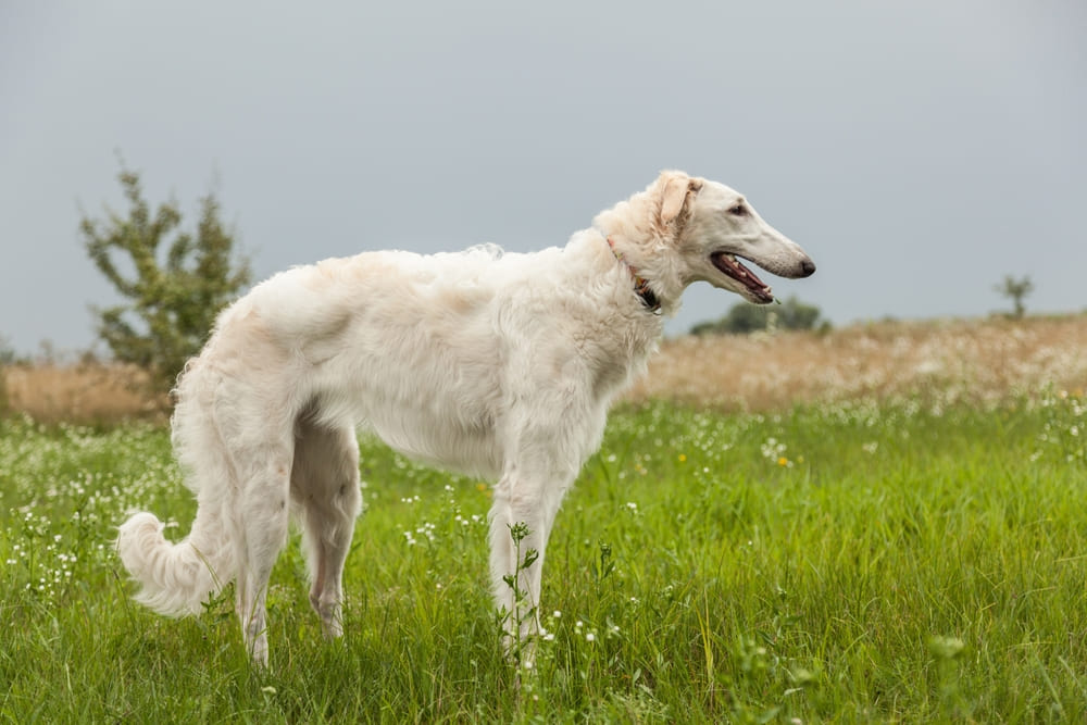 Какой характер у русской псовой борзой?