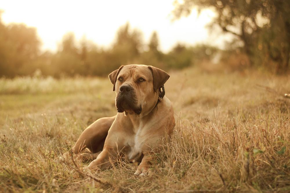 Dog south. Бурбуль. Майорский бульдог кадебо. Бурбуль собака. Бурбуль щенки.