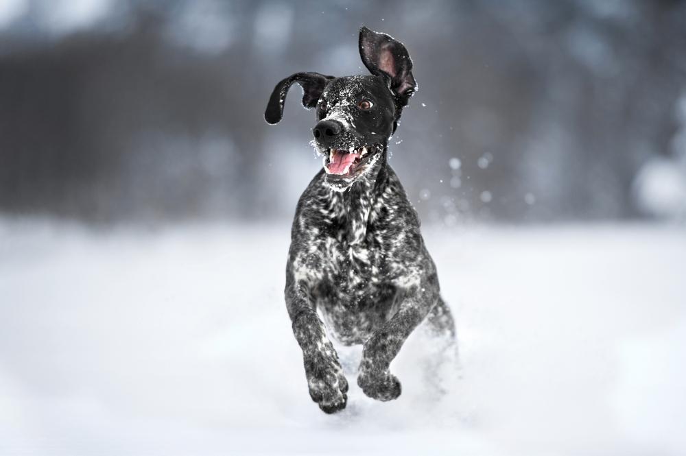 ездовые породы: норвежский спортивный метис ездовые породы: норвежский спортивный метис