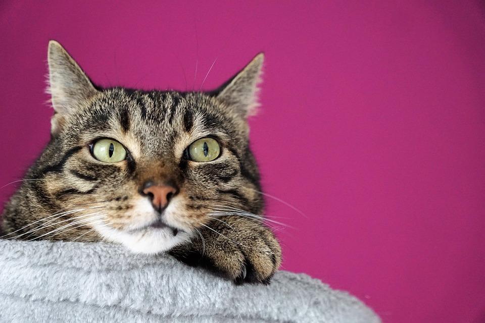 Чем кормить аллергичных кошек. Смотреть фото Чем кормить аллергичных кошек. Смотреть картинку Чем кормить аллергичных кошек. Картинка про Чем кормить аллергичных кошек. Фото Чем кормить аллергичных кошек