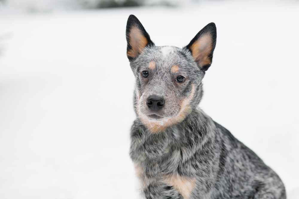 Австралийский хилер может покусывать домочадцев