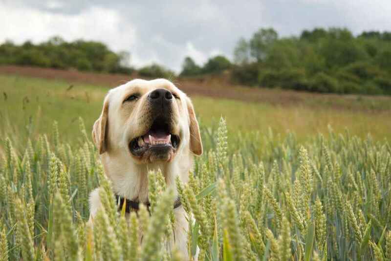 Лабрадор среди травы