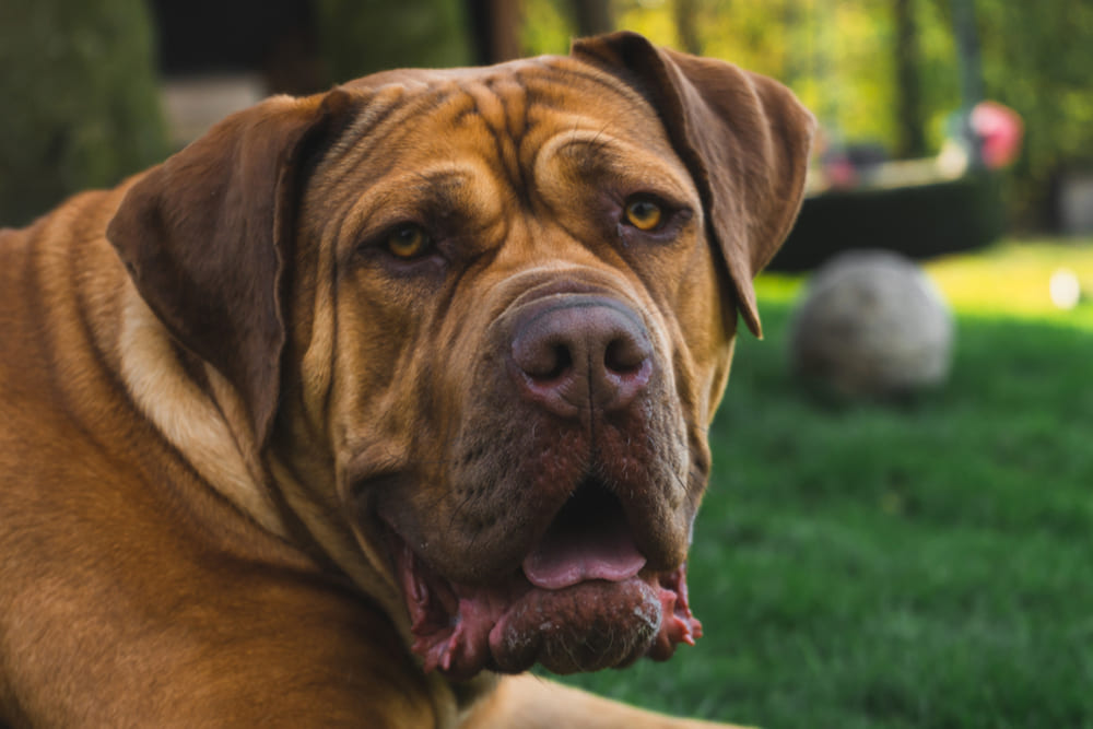 Бурбуль может болеть артритом