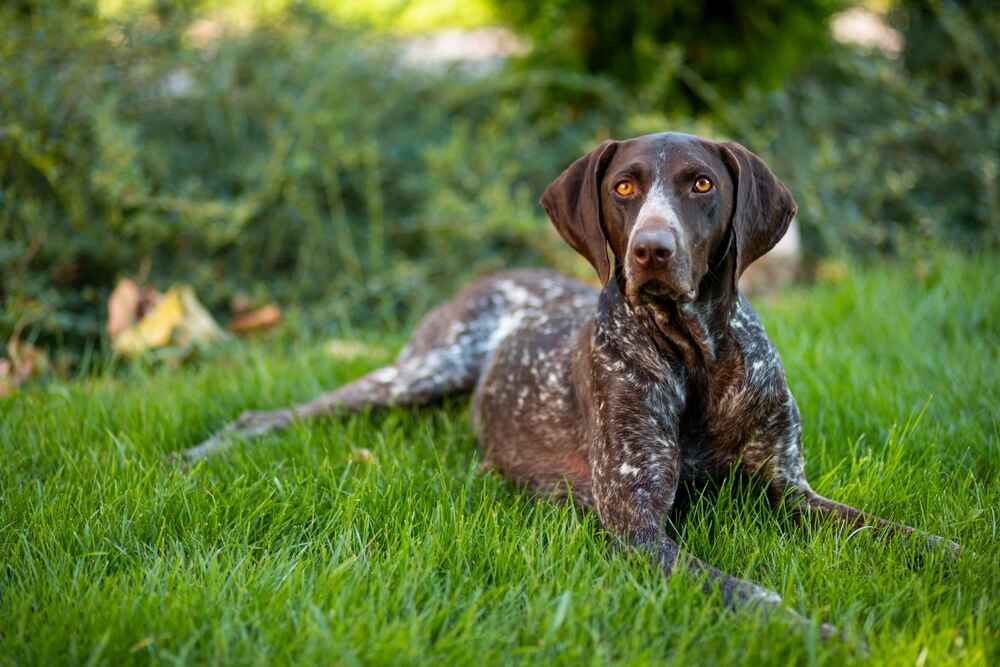 Курцхаары нуждаются в обучении