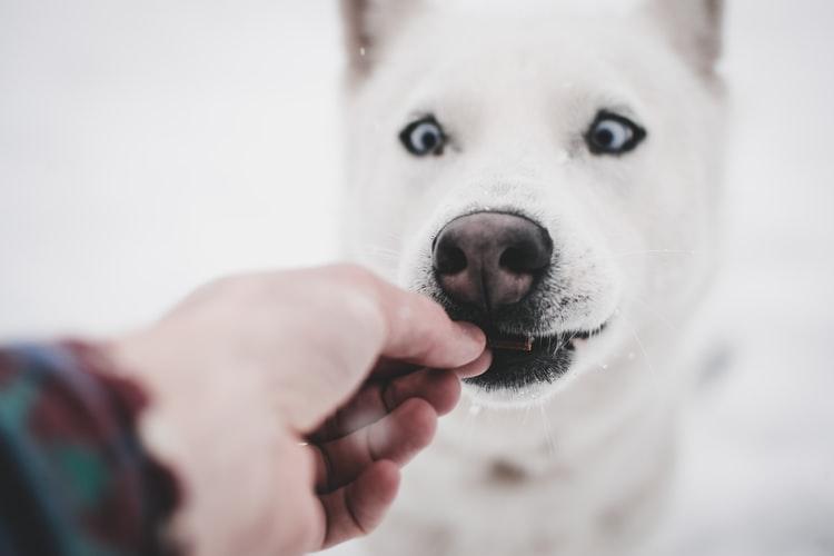 Болезни вызывающие обратное чихание у собак