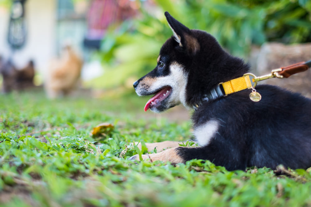 Владельцу важно знать, сколько этапов проживают сиба-ину