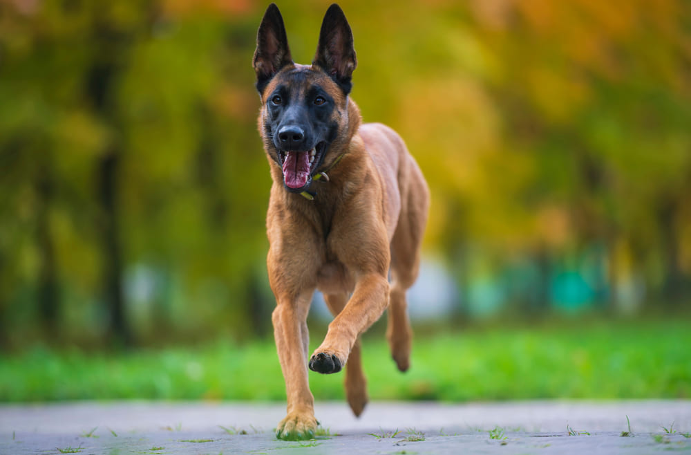 Malinois 